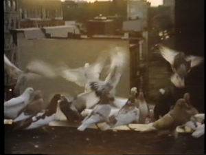 lossurres_birds